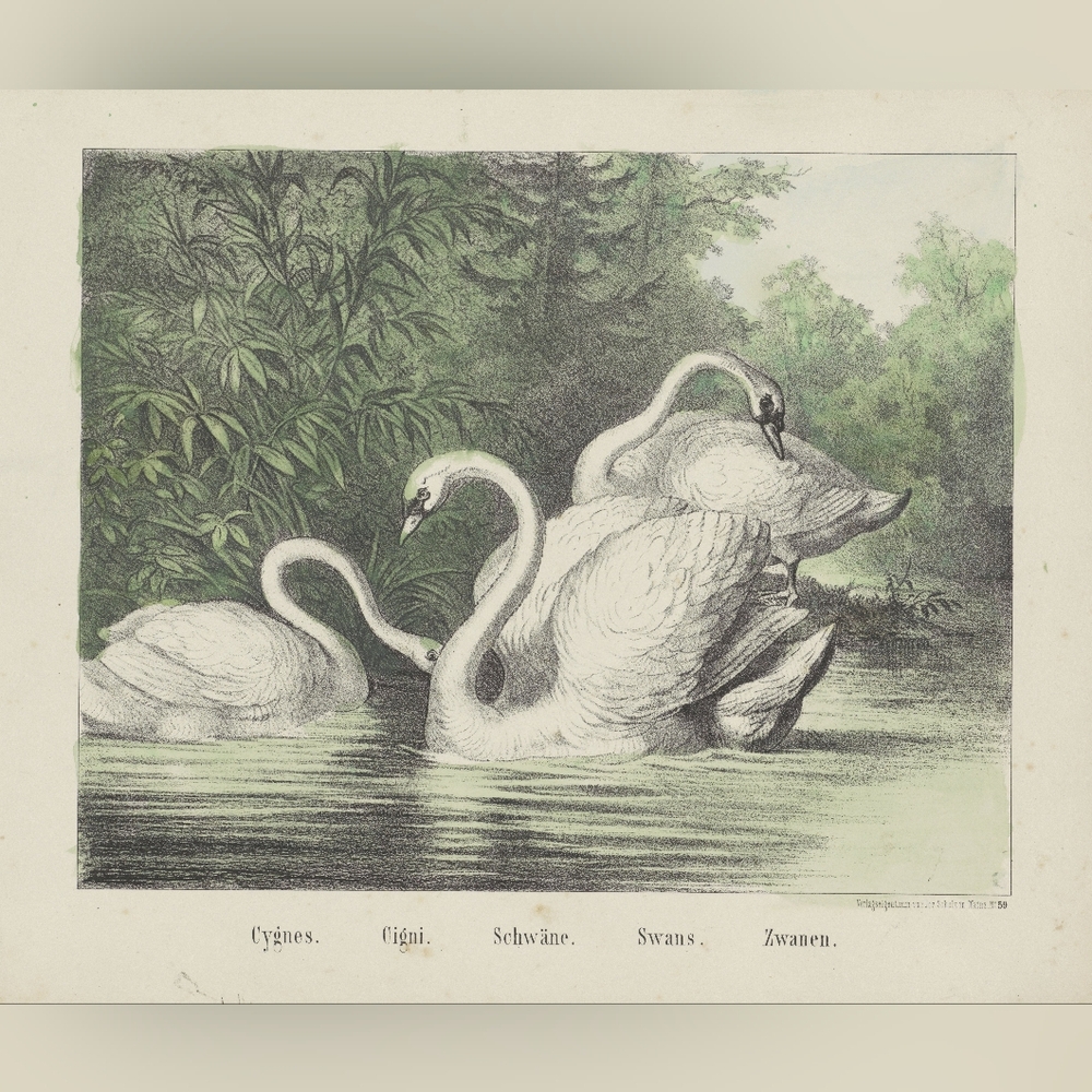 Vintage Swan Art Print